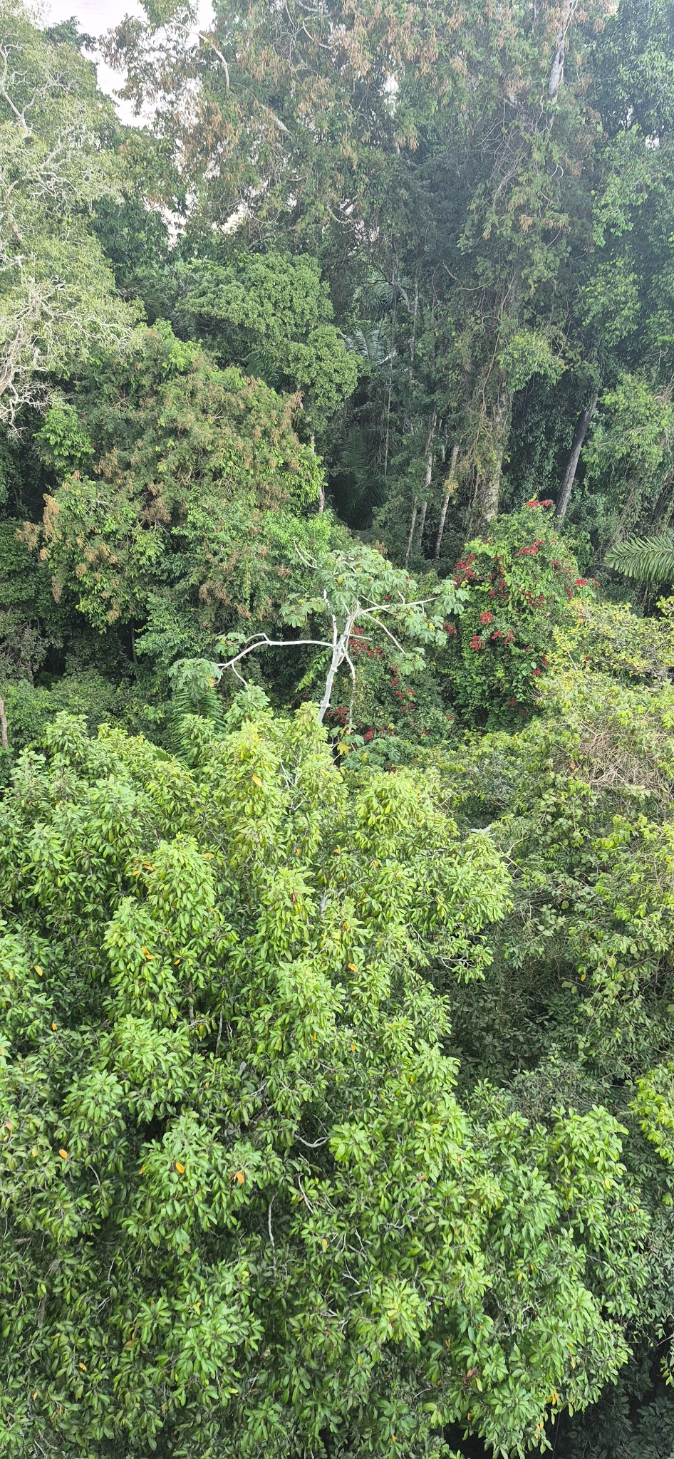 Amazon canopy